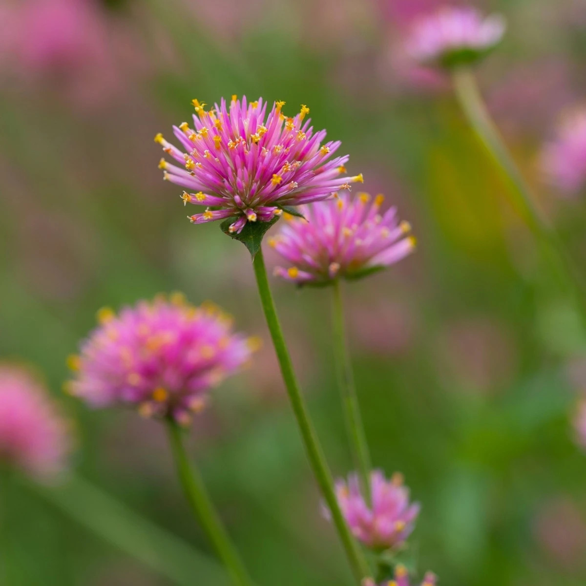 Gomfréna Fireworks - Gomphrena pulchella - semená gomfrény - 20 ks