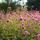 Gomfréna Fireworks - Gomphrena pulchella - semená gomfrény - 20 ks