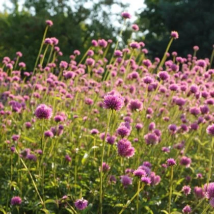 Gomfréna Fireworks - Gomphrena pulchella - semená gomfrény - 20 ks