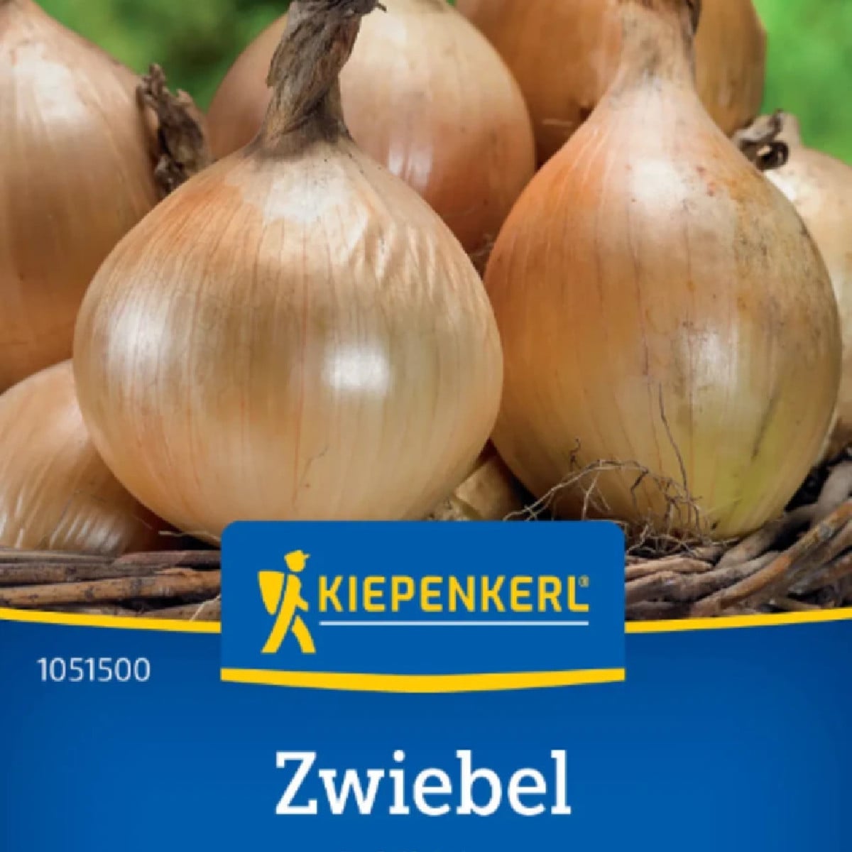 Cibuľa Exhibition - Allium cepa - semená cibule - 100 ks