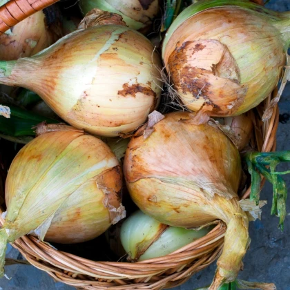 Cibuľa Exhibition - Allium cepa - semená cibule - 100 ks