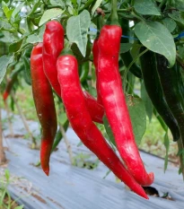 Paprika Thor F1 - Capsicum annuum - semená papriky - 7 ks