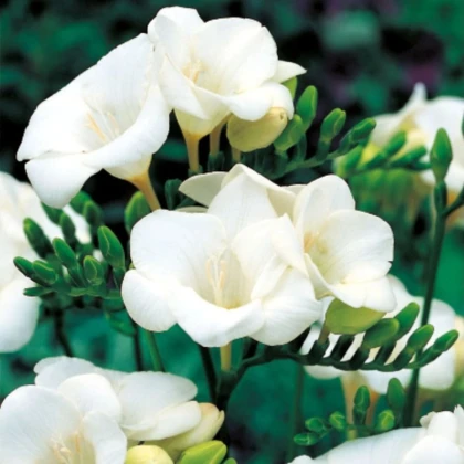 Frézia biela - Freesia - hľuzy frézie - 3 ks