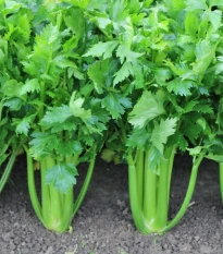 Zeler stopkový Merlin - Apium graveolens var. - semená zeleru - 300 ks