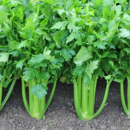 Zeler stopkový Merlin - Apium graveolens var. - semená zeleru - 300 ks