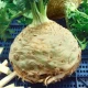 Zeler buľvový Neon – Apium graveolens – semená zeleru