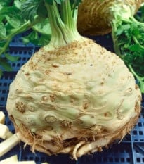 Zeler buľvový Neon – Apium graveolens – semená zeleru