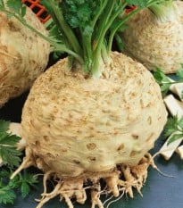 Zeler buľvový Kompakt – Apium graveolens – semená zeleru