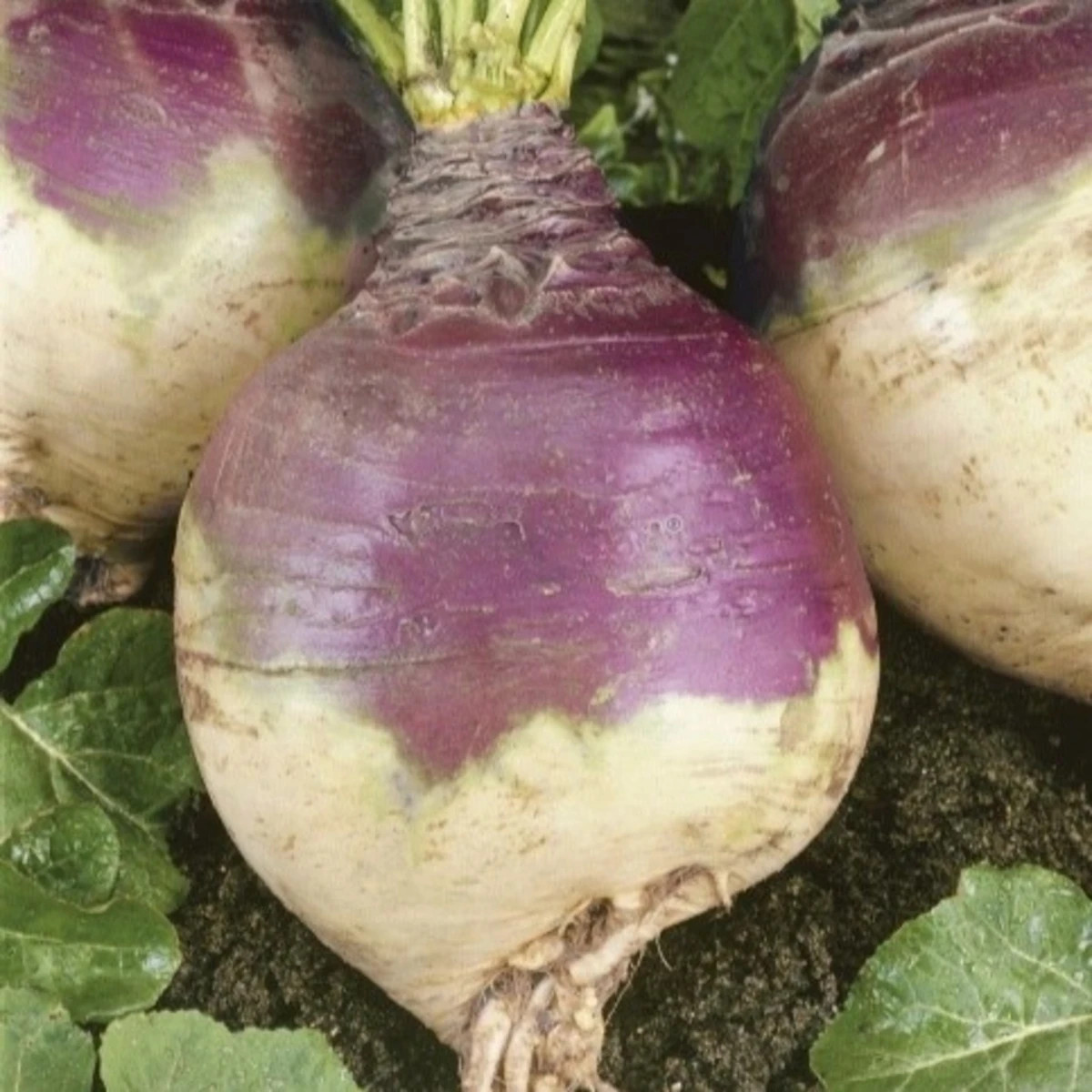 Turín Magres – Brassica napus var. napobrassica – semená kvaka