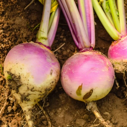 Turín Magres – Brassica napus var. napobrassica – semená kvaka