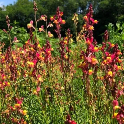 Línia marocká Licilia Peach - Linaria maroccana - semená lnice - 30 ks