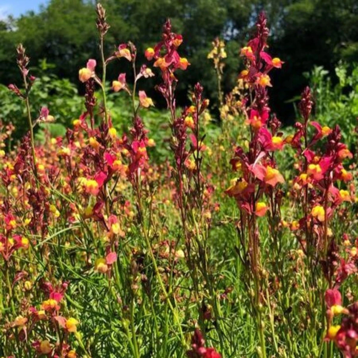Línia marocká Licilia Peach - Linaria maroccana - semená lnice - 30 ks