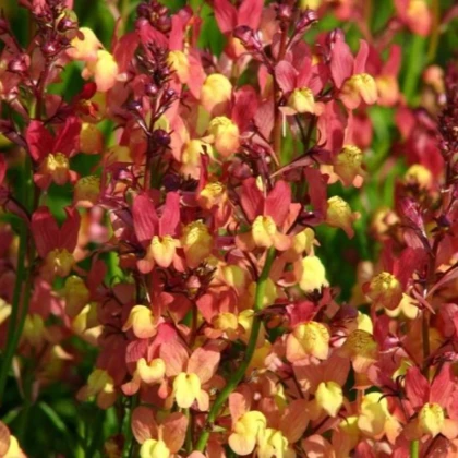 Línia marocká Licilia Peach - Linaria maroccana - semená lnice - 30 ks