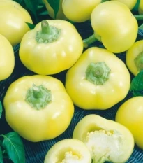 Paprika ročná Jablina F1 - Capsicum annuum - semená papriky - 10 ks