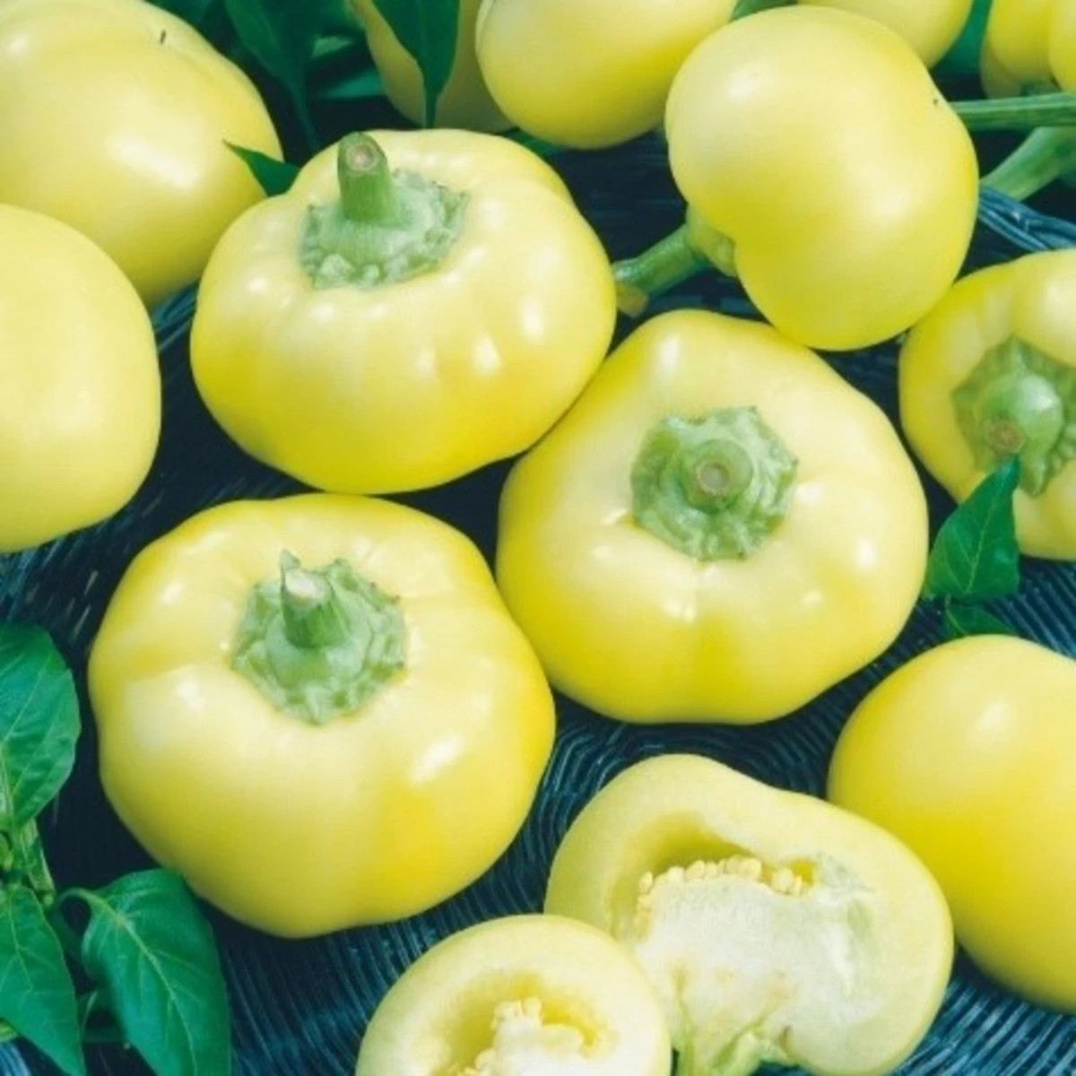 Paprika ročná Jablina F1 - Capsicum annuum - semená papriky - 10 ks