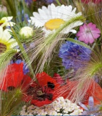 Zmes kvetín - Záhon v kukuričnom poli - semená Kiepenkerl - 1 ks