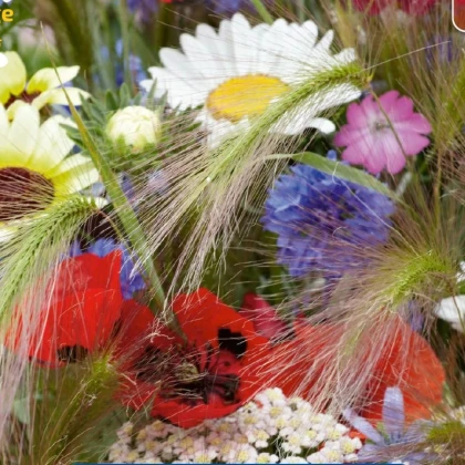 Zmes kvetín - Záhon v kukuričnom poli - semená Kiepenkerl - 1 ks