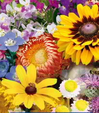 Kvetinová zmes - záhradné suché kúty - semená Kiepenkerl - 1 ks