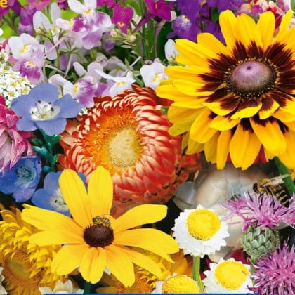 Kvetinová zmes - záhradné suché kúty - semená Kiepenkerl - 1 ks