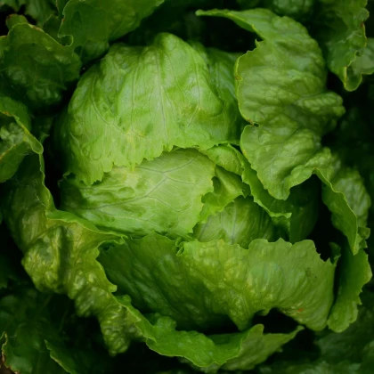 Šalát ľadový Stamir - Lactuca sativa L. var. capitala - semená šalátu - 300 ks