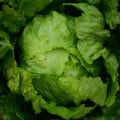Šalát ľadový Stamir - Lactuca sativa L. var. capitala - semená šalátu - 300 ks