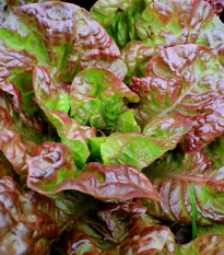 Šalát rímsky Galba - Lactuca sativa var. longifolia - semená šalátu - 200 ks