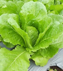 Šalát rímsky Bertolt - Lactuca sativa var. longifolia - semená šalátu - 200 ks