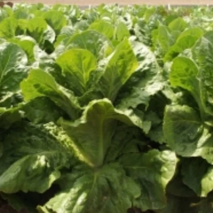 Šalát rímsky Bertolt - Lactuca sativa var. longifolia - semená šalátu - 200 ks