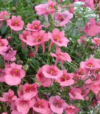 Ostrohatka barberina Pink Queen - Diascia barbeae - semená ostrohatky - 50 ks