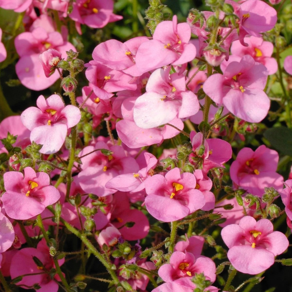 Ostrohatka barberina Pink Queen - Diascia barbeae - semená ostrohatky - 50 ks