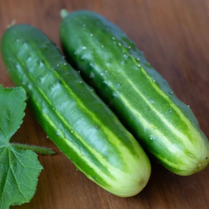 Uhorka šalátová Marketmore - Cucumis sativus - semená uhorky - 10 ks