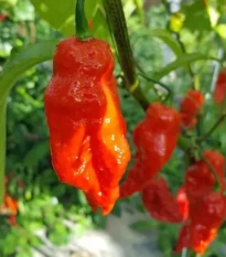 Chilli Shabu Shabu - Capsicum chinense - semená chilli - 8 ks