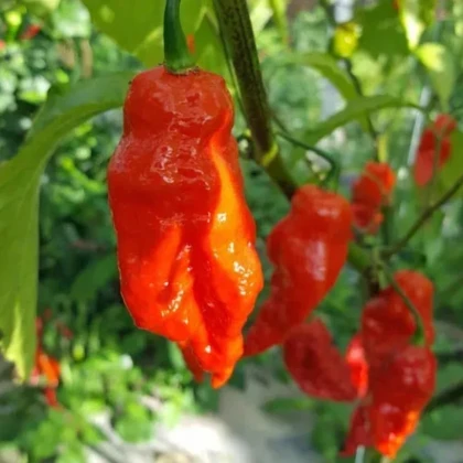 Chilli Shabu Shabu - Capsicum chinense - semená chilli - 8 ks