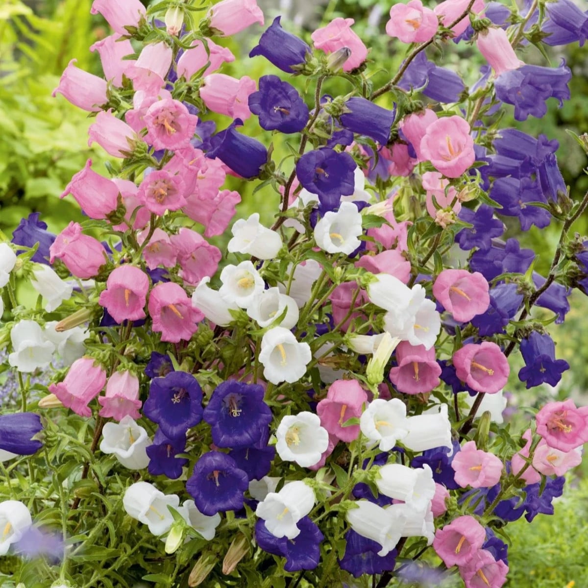 Zvonček prostredný jednoduchý - mix farieb - Campanula medium - semená zvončeka - 200 ks