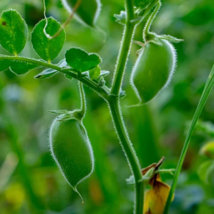 Cícer Donia - Cicer - semená cícera - 15 ks