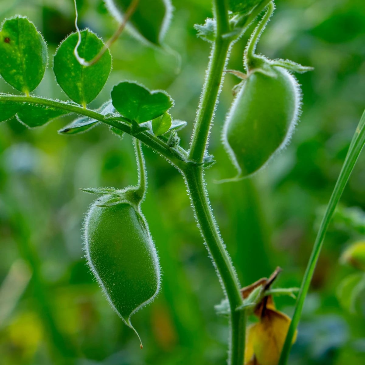 Cícer Donia - Cicer - semená cícera - 15 ks