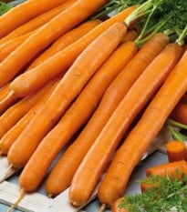Mrkva Babetka F1 - Daucus carota - semená mrkvy - 300 ks
