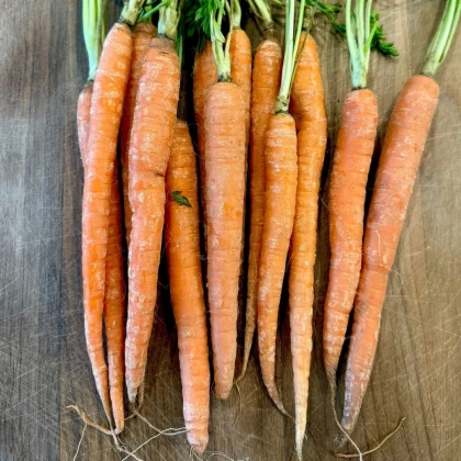 Mrkva Babetka F1 - Daucus carota - semená mrkvy - 300 ks