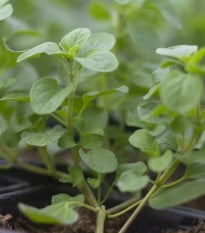 Majorán záhradný Marietta - Origanum Majorana L. - semená majoránu - 300 ks