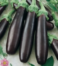 Baklažán Klasik - Solanum melongena - semená baklažánu - 50 ks