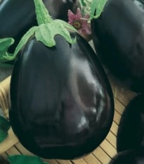 Baklažán Krasan - Solanum melongena - semená baklažánu - 100 ks