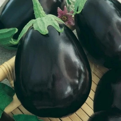 Baklažán Krasan - Solanum melongena - semená baklažánu - 100 ks