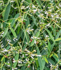 Prýštec trávovitý Glamour F1 - Euphorbia graminea - semená prýštca - 12 ks