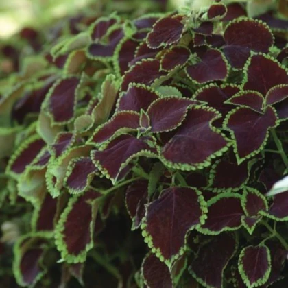 Africká žihľava Sun Chocolate Mint - Coleus blumei - semená africkej žihľavy - 20 ks