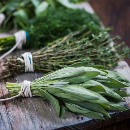 Tri obľúbené bylinky - výsevný pásik - Sperli - 1 ks