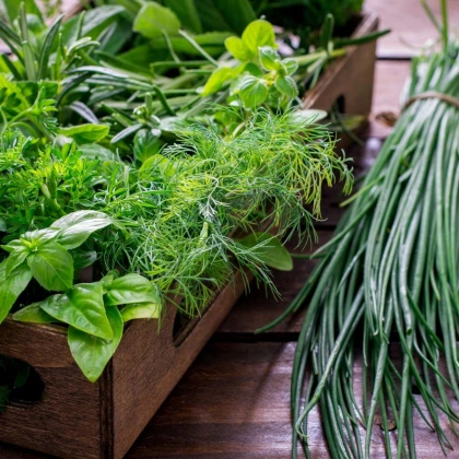 Kuchynské bylinky na malú plochu - výsevný disk - Sperli - 1 ks