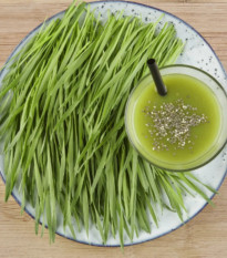 BIO microgreens súprava - mladá pšenica, pšeničná tráva - Sperli - 1 ks