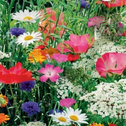 Kvetinová zmes divokých kvetín a bylín - Sperli - 1 ks