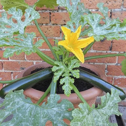 Cuketa Patio Star F1 - cuketa do kvetináča - Cucurbita pepo - semená cukety - 6 ks