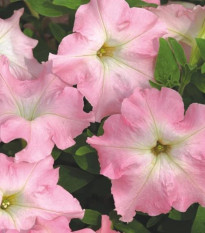 Petúnia Mistral Pearly F1 - Petunia grandiflora - semená petúnie - 15 ks